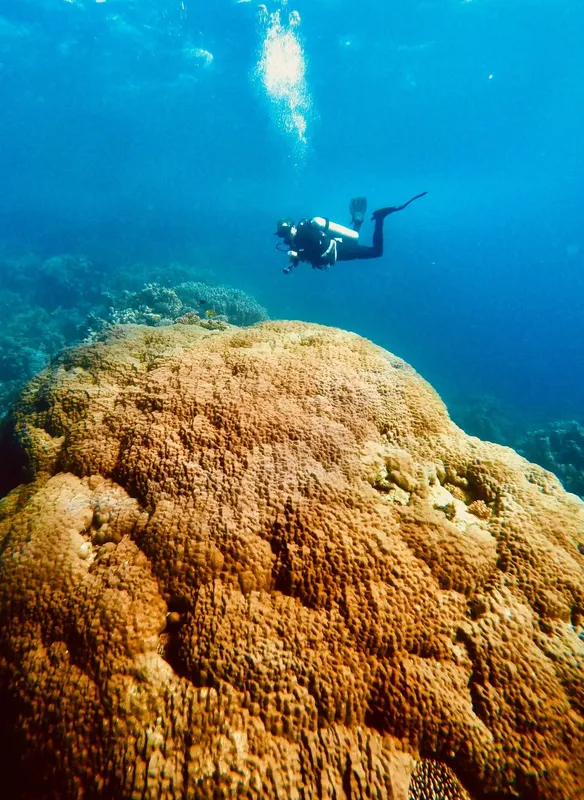 Plongeur explorant un récif corallien ensoleillé dans l'eau bleue
