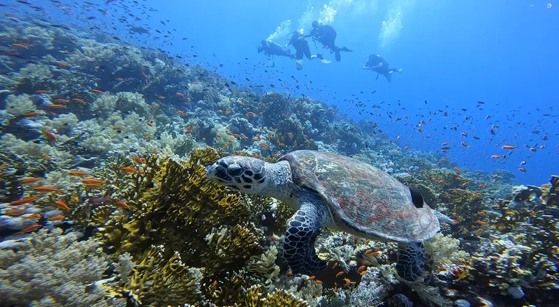 Plongeurs et tortue de mer nagent au milieu d'un récif corallien