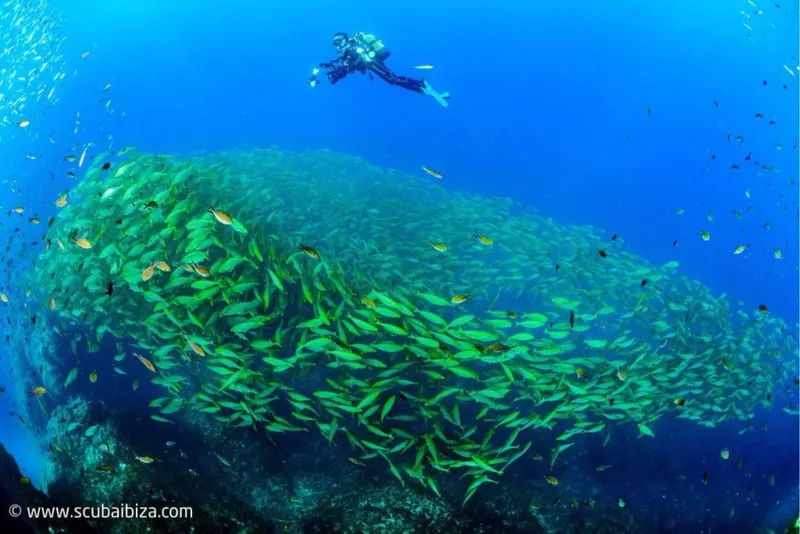 Plongeur au milieu d'un banc de poissons en mer bleue