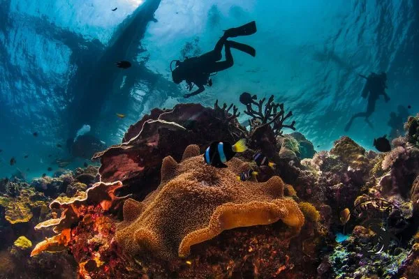 Plongeurs explorent un récif corallien coloré avec des poissons tropicaux