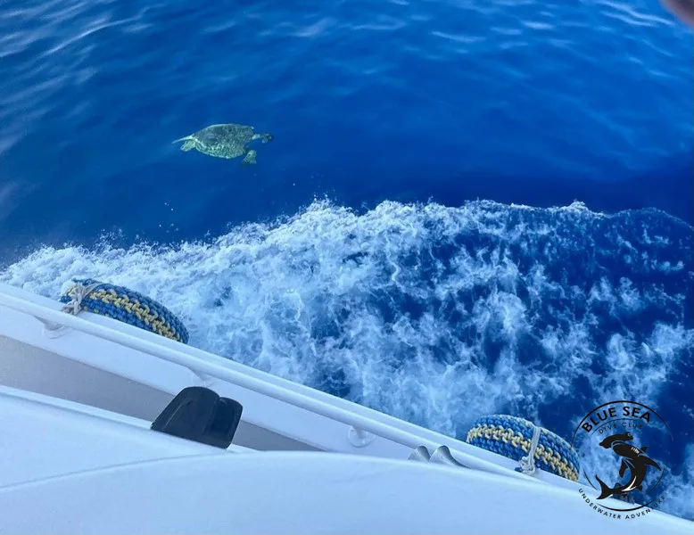 Tortue marine nageant en surface, sillage de bateau et logo du centre