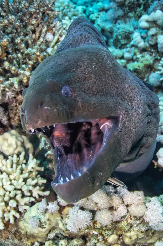 Murène à la gueule grande ouverte sur un récifal corallien