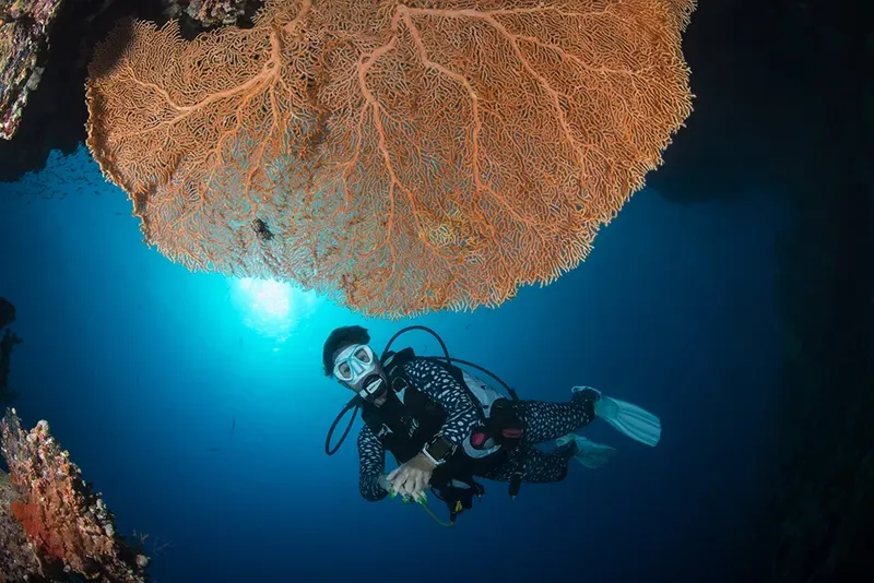 Plongeur en combinaison explore un récifal corallien sous la lumière