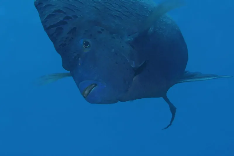 Gros poisson bleu nageant dans l'eau bleue, vue rapprochée sous-marine