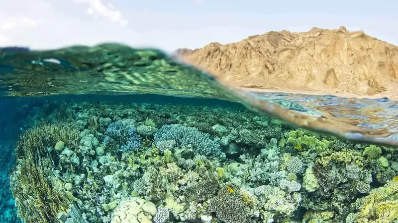 Recif corallien luxuriant à la limite de l'eau et du rivage rocheux