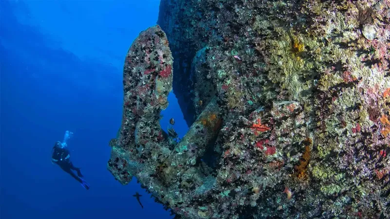 Plongeur explorant une épave colonisée par la vie marine