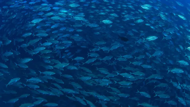 Banc de poissons argentés nageant en formation dans l'eau bleue