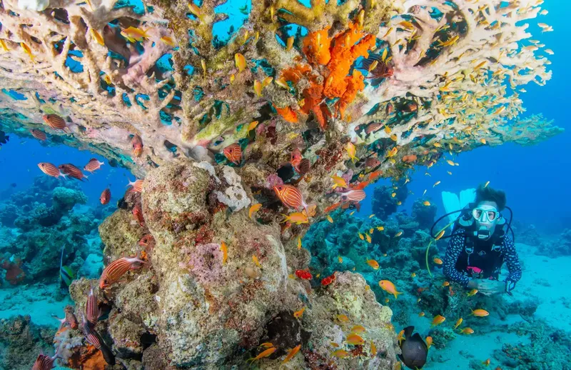 Plongeuse explore un récif corallien coloré avec de nombreux poissons