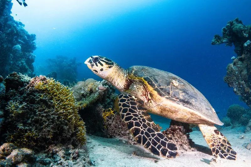 Tortue marine nageant paisiblement au milieu des coraux et du sable