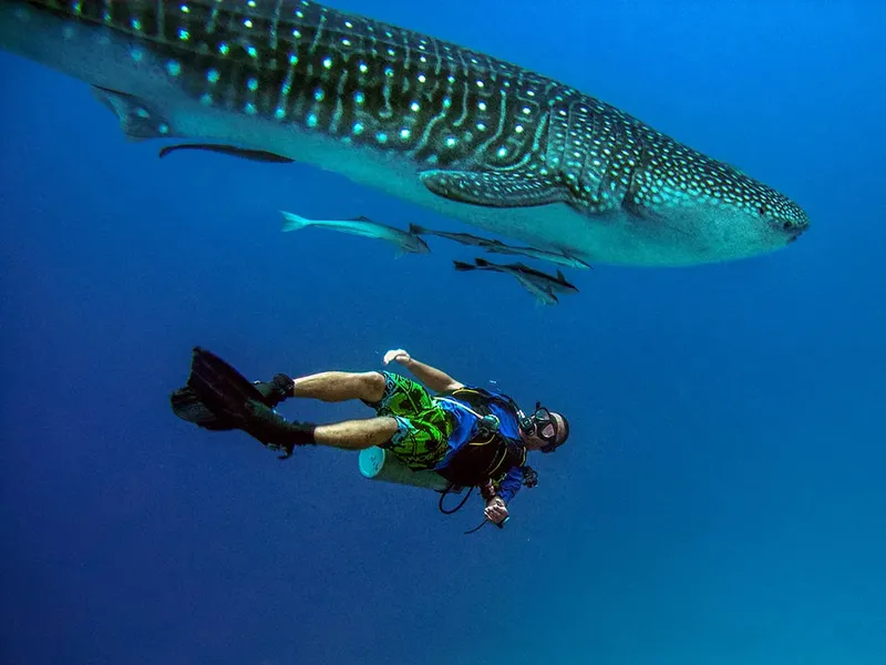 Plongeur face à un requin baleine géant dans l'eau bleue