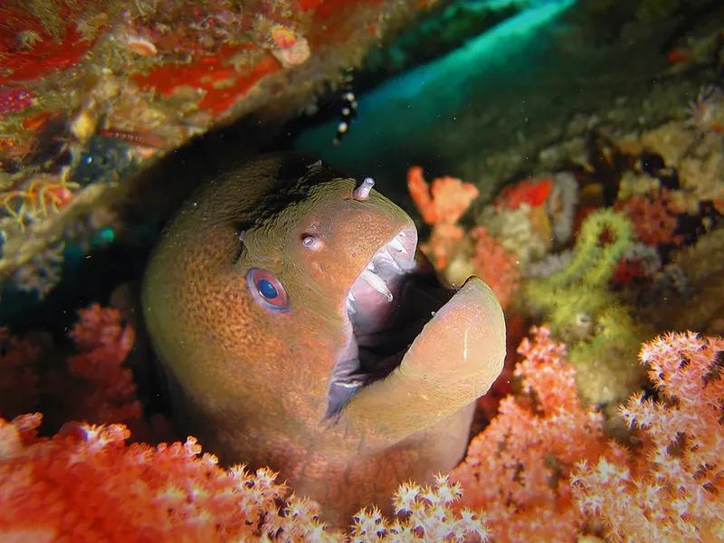 Murène avec gueule ouverte, coraux rouges et fond marin coloré