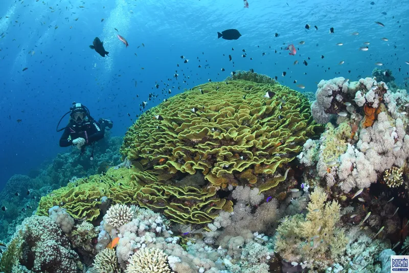 Plongeur explorant un récif corallien luxuriant avec de nombreux poissons
