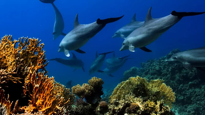 Groupe de dauphins nageant au milieu de coraux colorés en mer