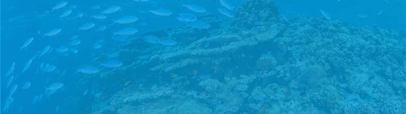 Banc de poissons et récif corallien dans une eau bleue claire