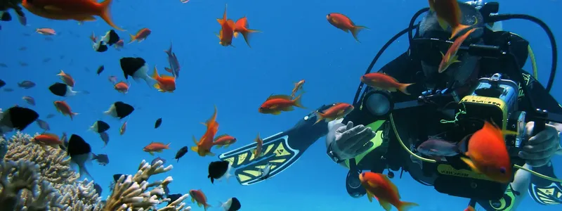 Plongeur entouré d'un banc de poissons colorés dans l'eau bleue