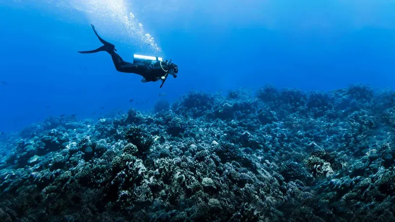 Plongeur explorant un récif corallien bleu et luxuriant