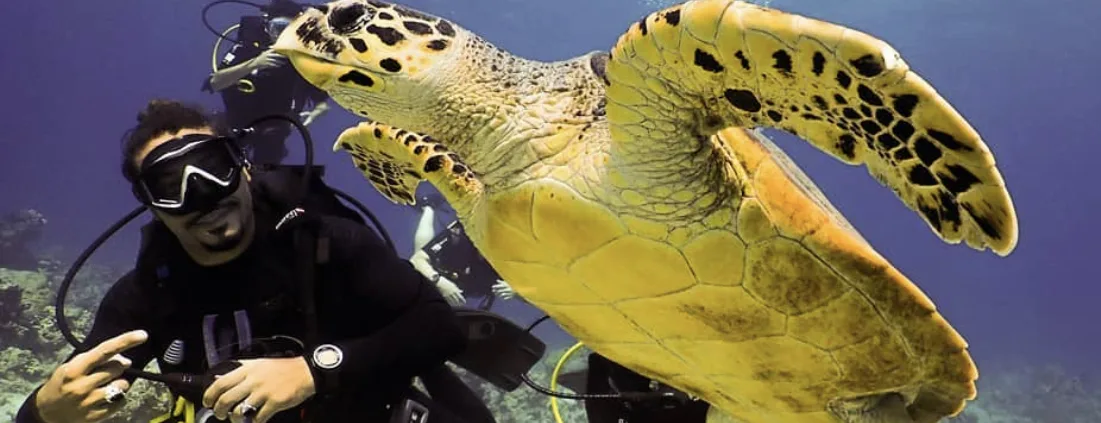 Plongeur nageant avec une grande tortue marine en milieu naturel