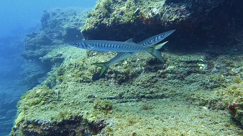 Deux barracudas nagent près d'un récif rocheux sous-marin