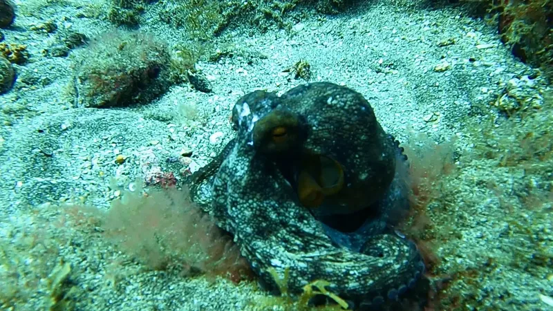 Pieuvre camouflée sur le fond marin, regardant directement l'objectif