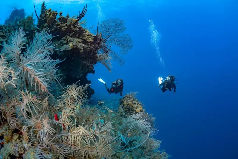 Deux plongeurs explorent un récif corallien bleu et coloré