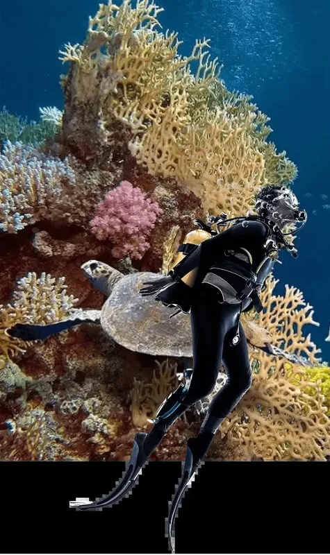Plongeur nageant avec une tortue marine au milieu des coraux