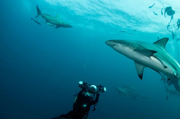Plongeur photographiant un requin gris dans les eaux bleues