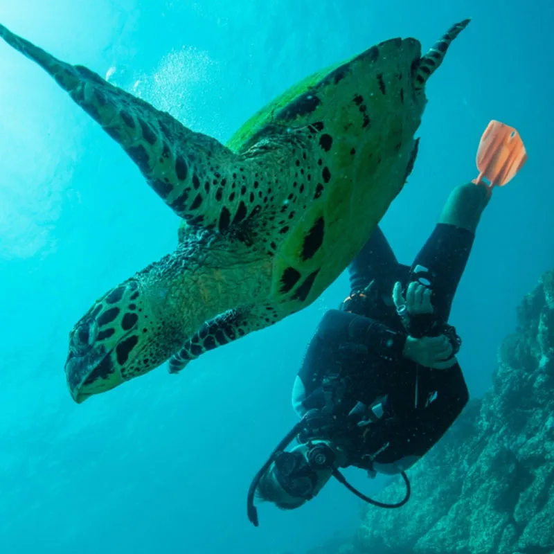 Tortue marine nageant au-dessus d'un plongeur en eau turquoise
