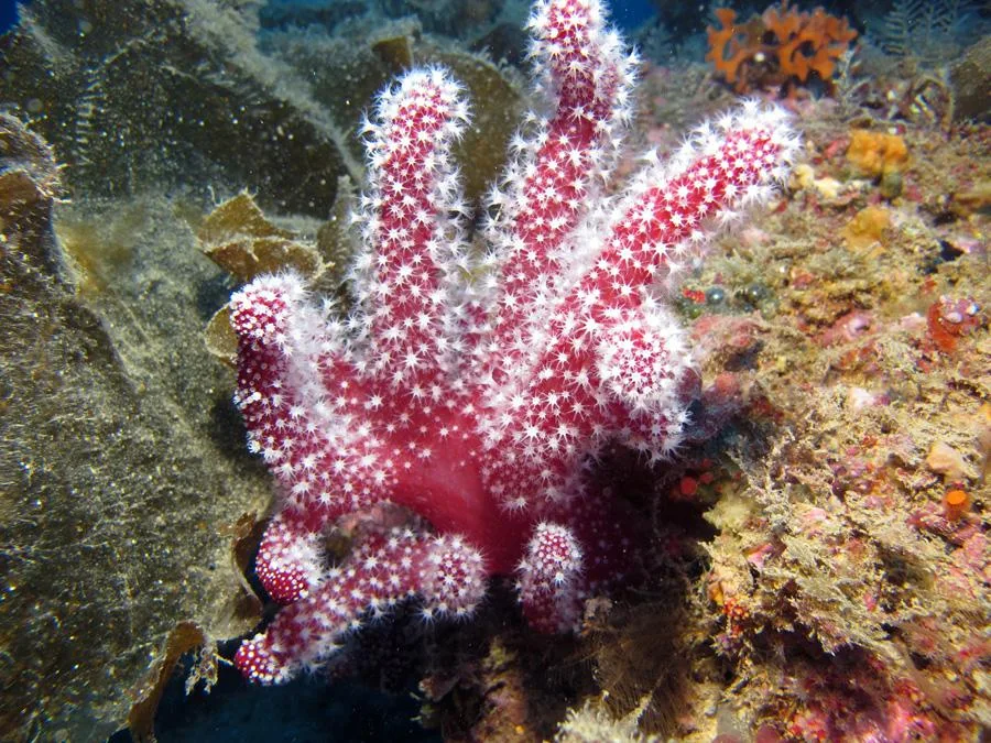 Étoile de mer rouge épineuse sur fond rocheux et algues marines