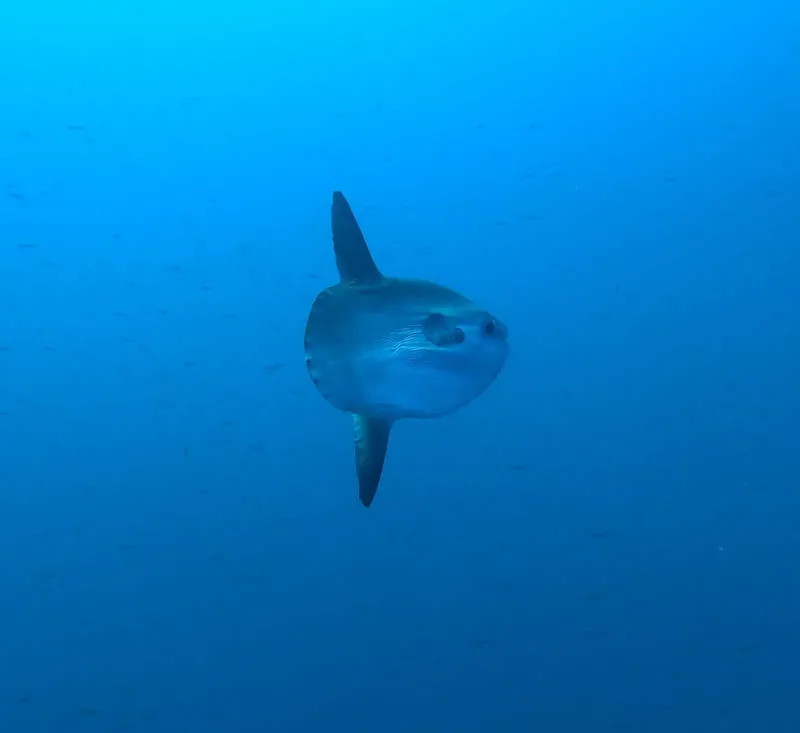 Poisson-lune nageant dans l'eau bleue, vue sous-marine, faune marine