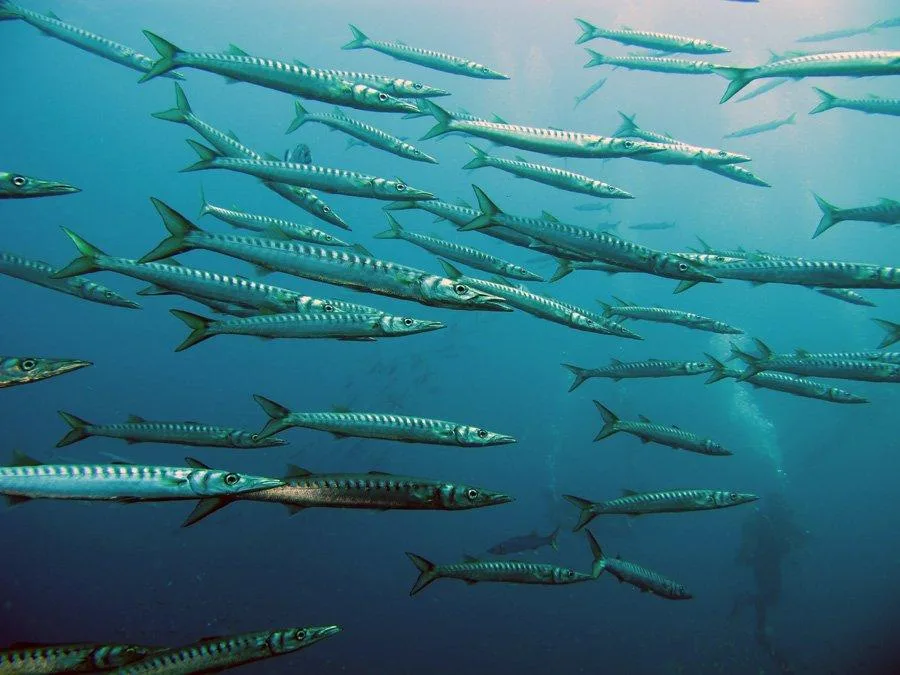 Banc de grandes barracudas argentées nageant dans une eau bleue claire