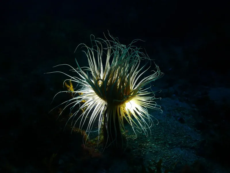 Anémone de mer illuminée dans l'obscurité des profondeurs marines