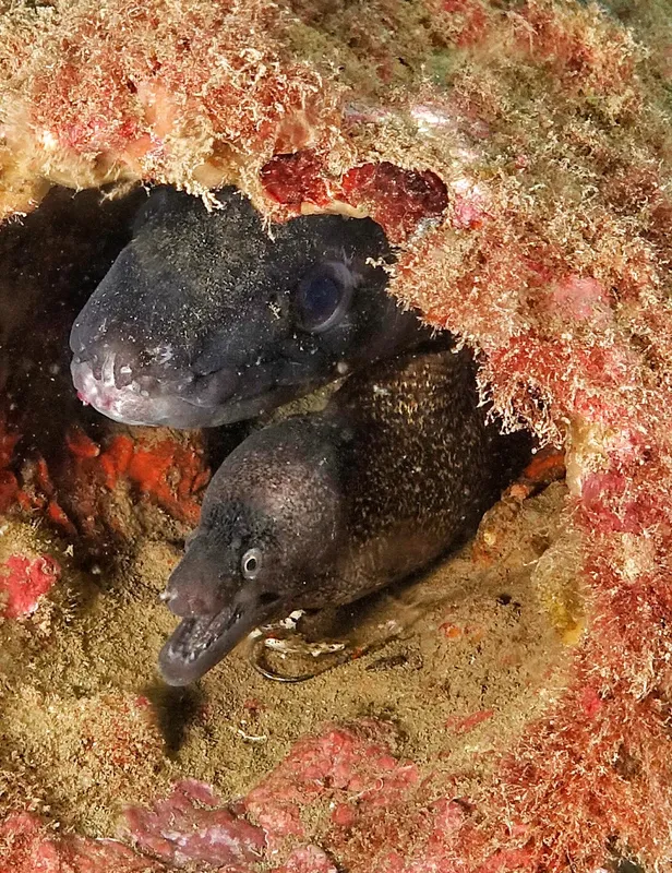 Deux murènes sombres observent depuis leur trou dans le récif corallien