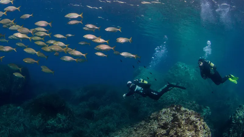 Deux plongeurs explorent un récifal avec un banc de poissons