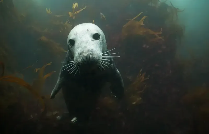 Un phoque gris nage vers la camera dans une eau claire