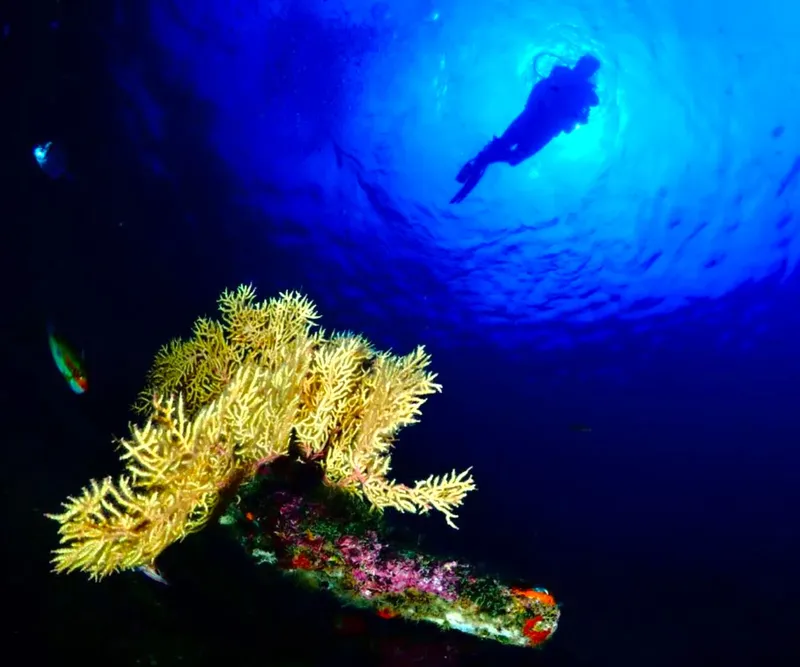 Plongeur explorant un récif corallien sous la surface de l'eau