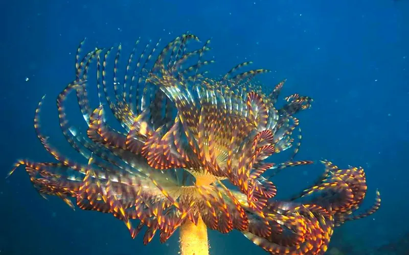 Anémone de mer colorée avec de nombreux poissons clowns nageant autour