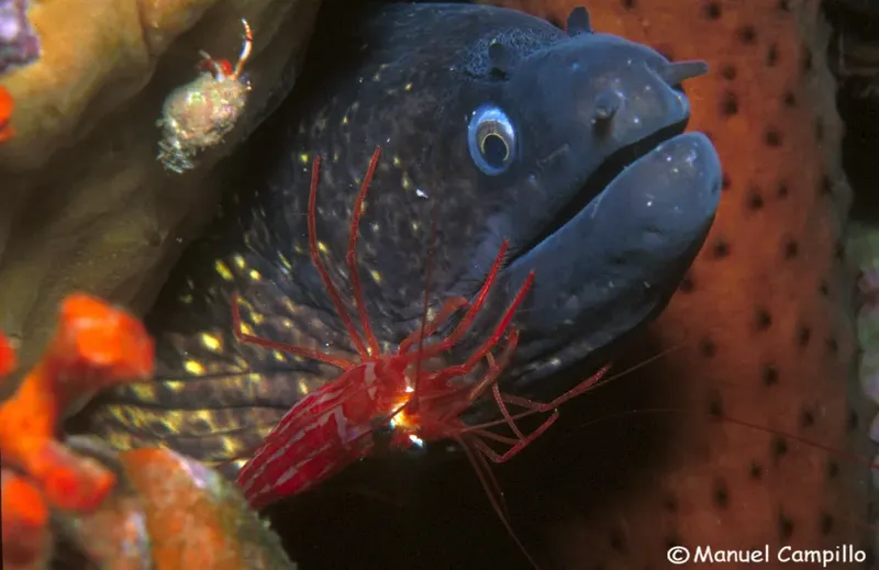 Murène et crevettes nettoyeuses dans un récif corallien coloré