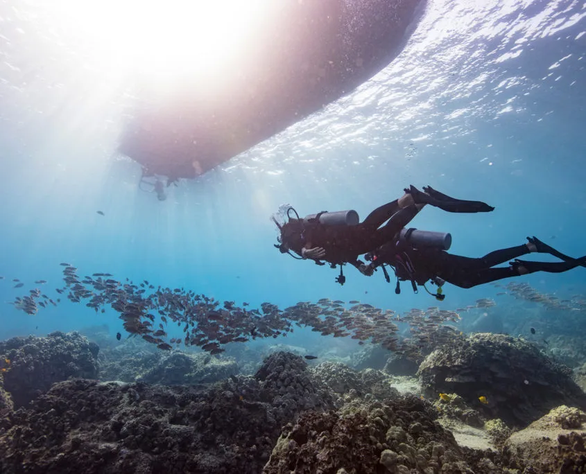 Plongeur explorant un récif corallien avec un banc de poissons