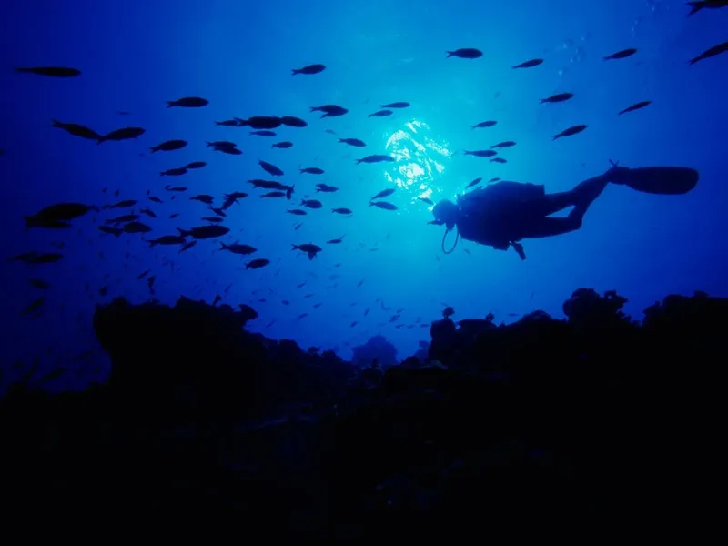 Plongeur en silhouette nageant au milieu d'un banc de poissons