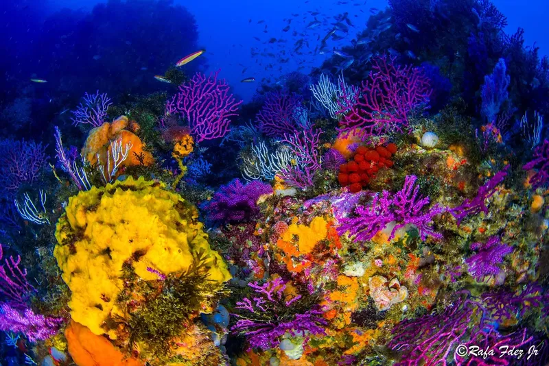 Fond marin coloré avec éponges, coraux et quelques poissons