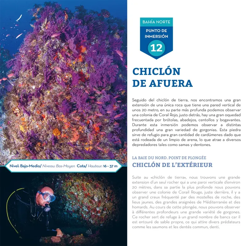 Un récif corallien coloré abrite des poissons et des gorgones