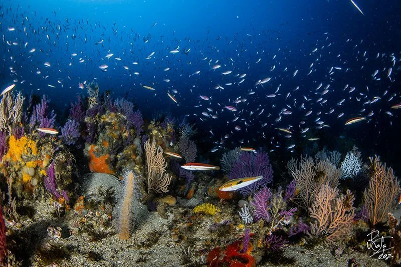 Banc de poissons et coraux colorés dans un environnement marin profond