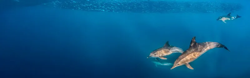 Trois dauphins nagent dans une eau bleue claire et ensoleillée