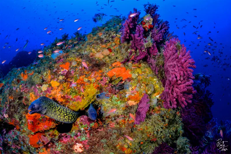 Mur de corail coloré avec une murène et de petits poissons