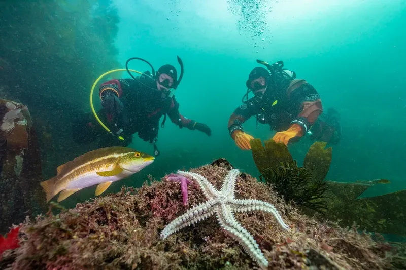 Deux plongeurs explorent un récif avec poissons et étoile de mer