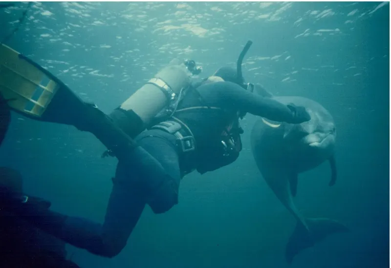 Plongeur interagissant avec un dauphin dans une eau turquoise