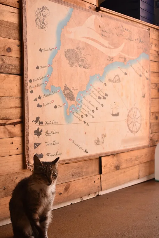 Carte marine décorative avec un chat regardant vers le haut