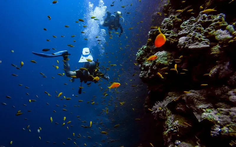 Deux plongeurs explorent un récif corallien peuplé de poissons colorés