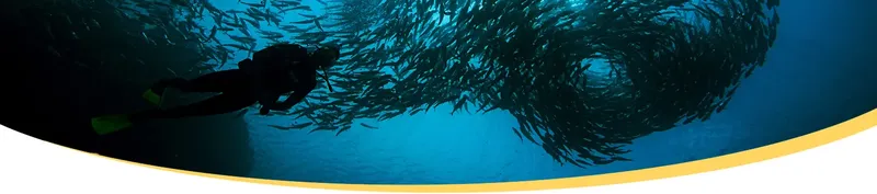 Plongeur évoluant au milieu d'un banc de poissons argentés en mer