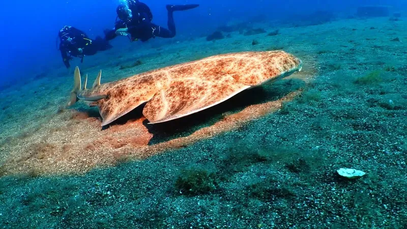 Raie manta vue par des plongeurs sur fond de sable bleu